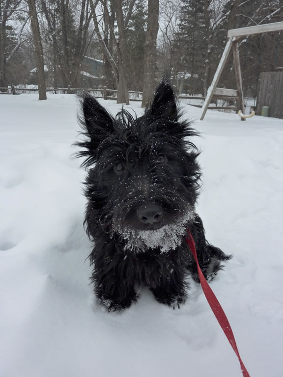terrier-escoces (21)
