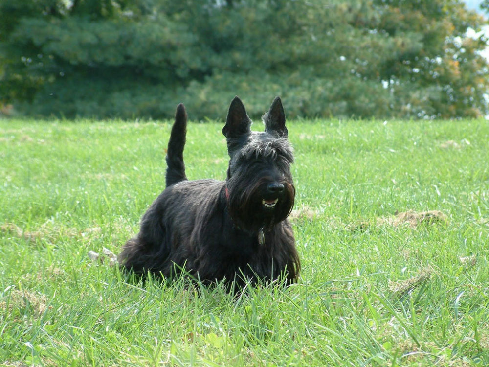 terrier-escoces (22)
