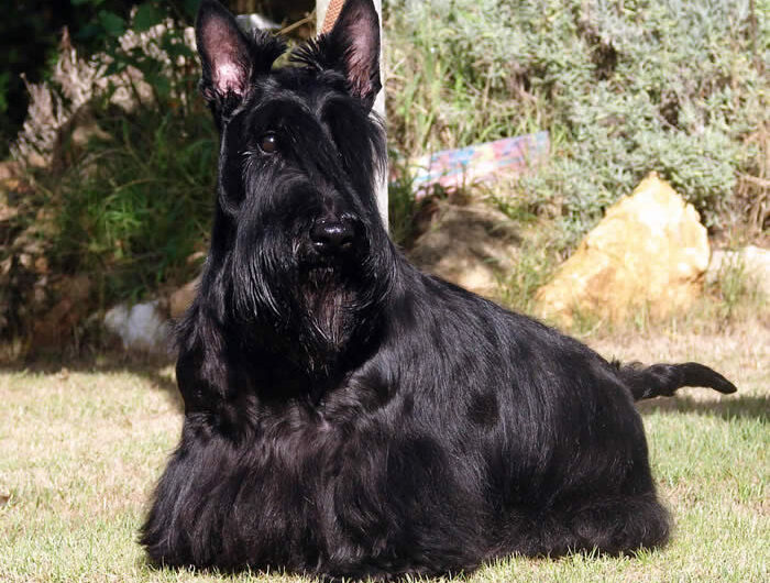terrier-escoces (23)