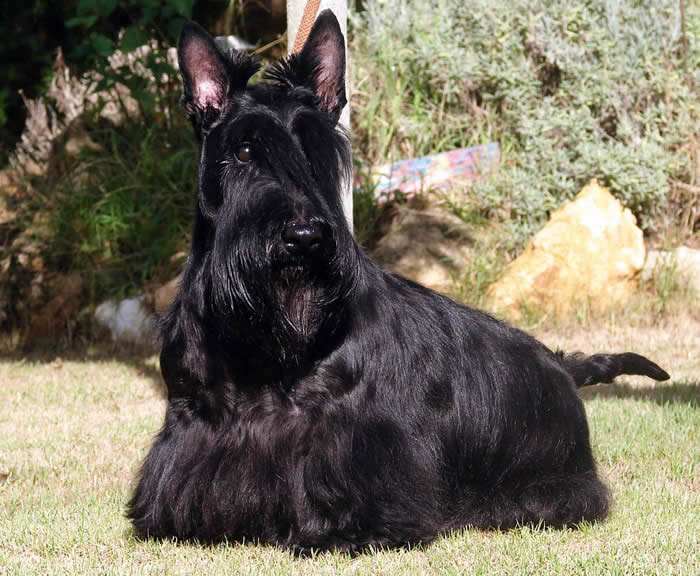 terrier-escoces (23)