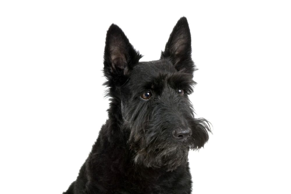 terrier-escoces (24)