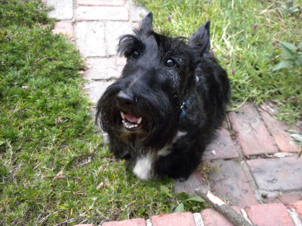 terrier-escoces (3)