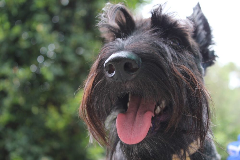 terrier-escoces (4)