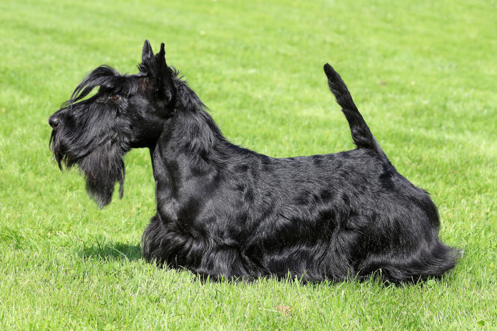 terrier-escoces (5)