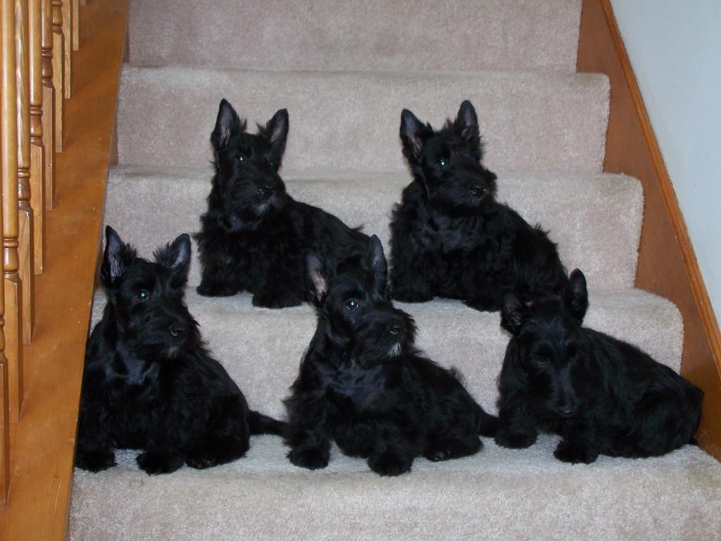 terrier-escoces (6)