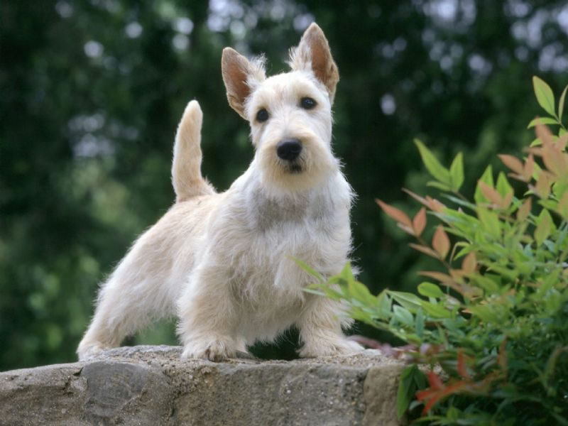 terrier-escoces (7)