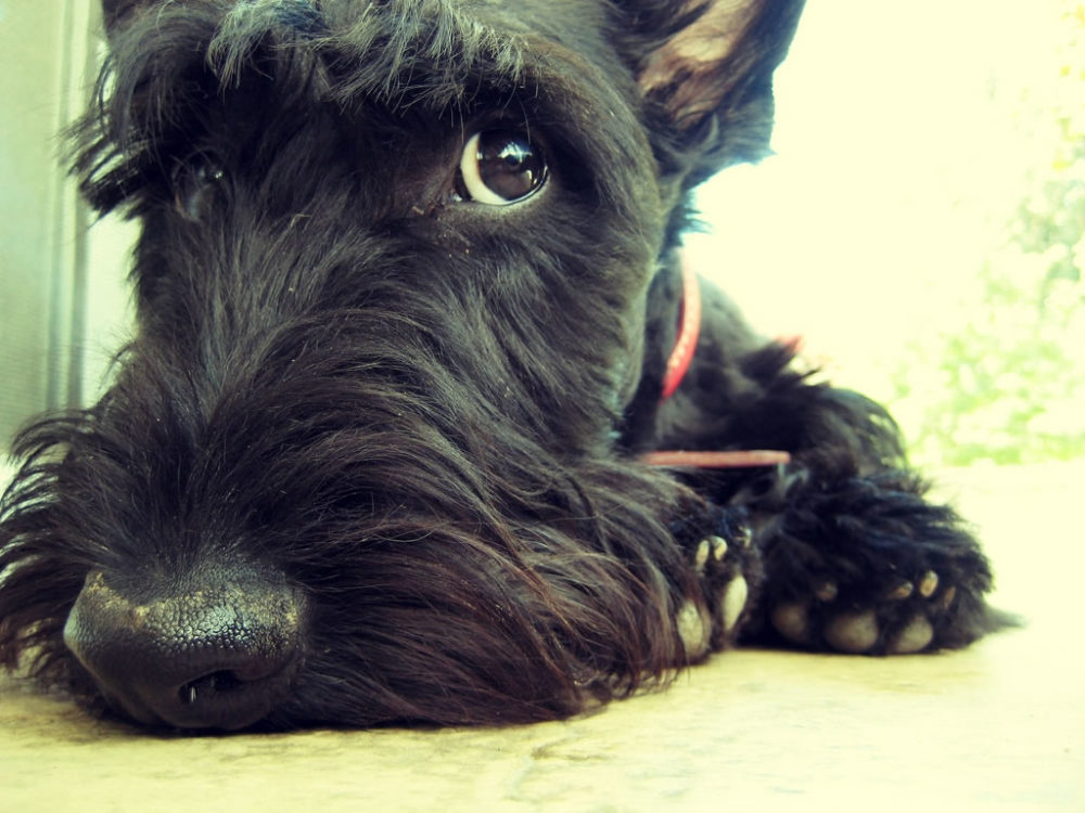 terrier-escoces (9)