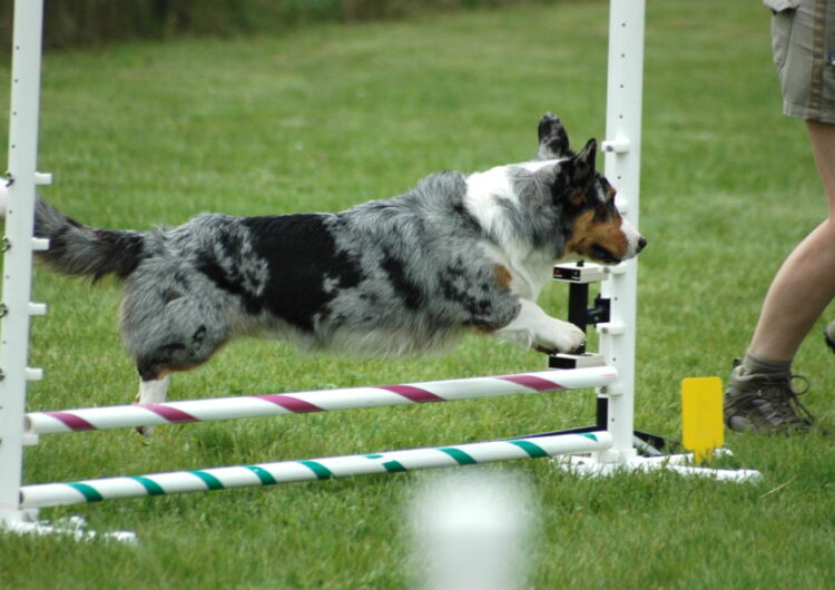 welsh-corgi-cardigan (2)