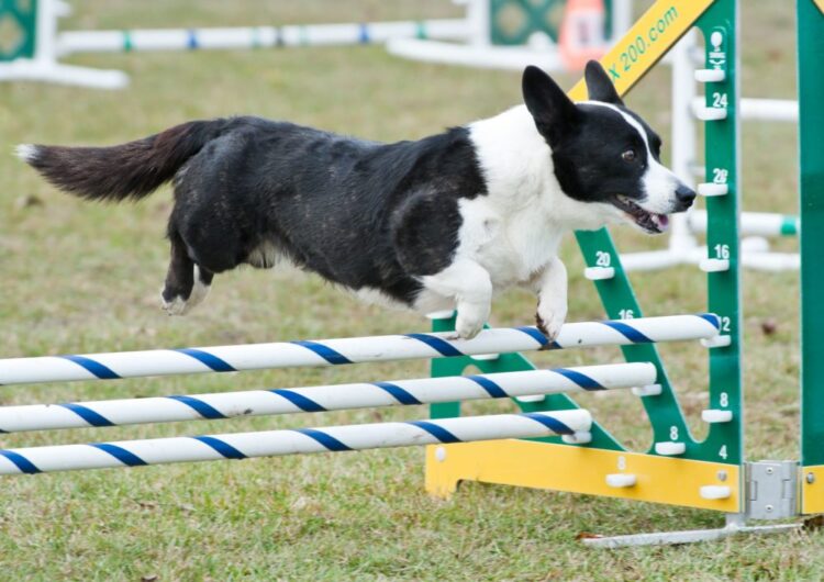 welsh-corgi-cardigan (4)