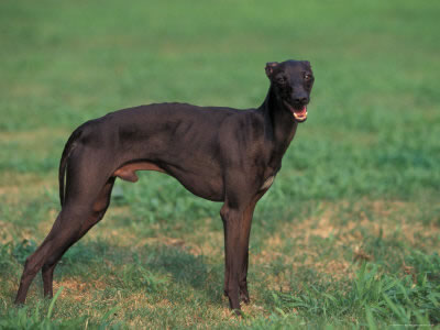 whippet (1)