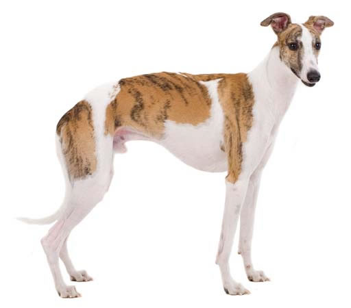 whippet (10)