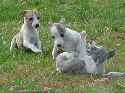 whippet (11)