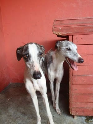 whippet (12)
