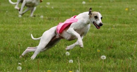 whippet (14)