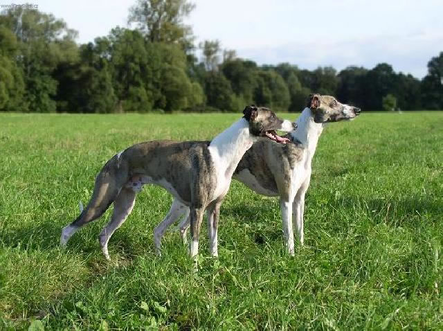 whippet (15)