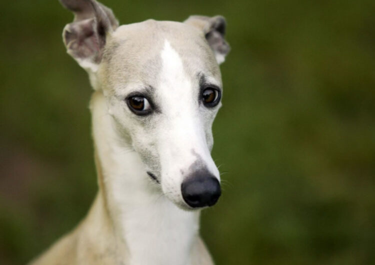 whippet (2)