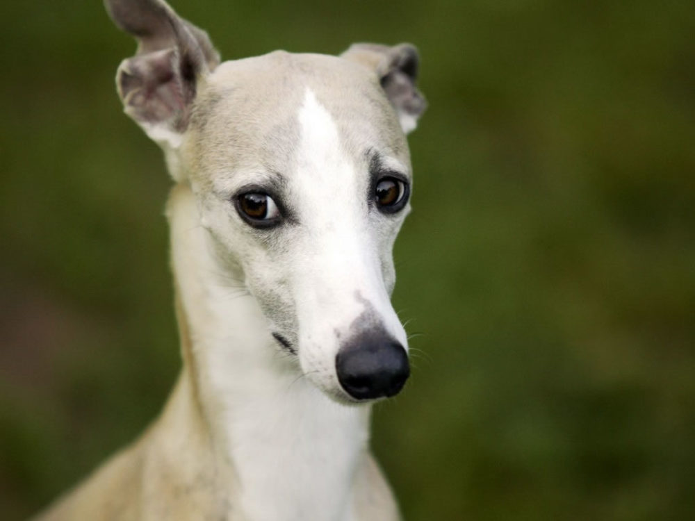 whippet (2)