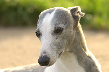 whippet (4)