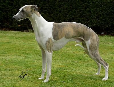 whippet (5)