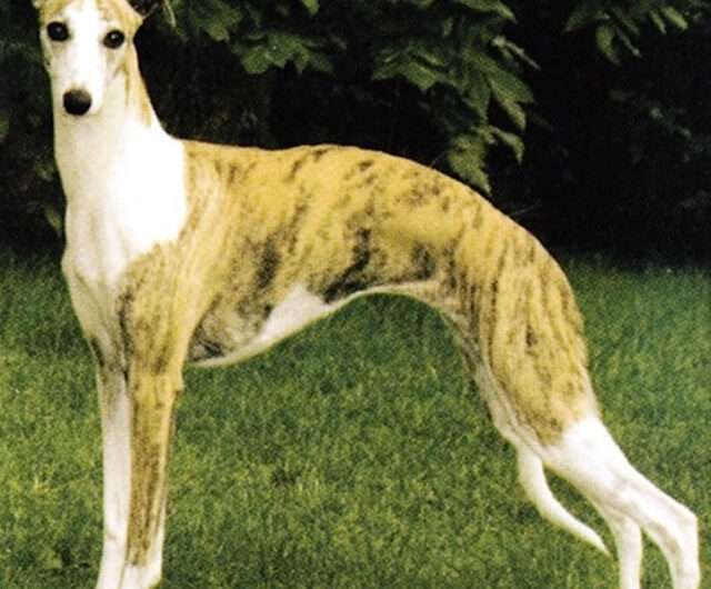 whippet (6)