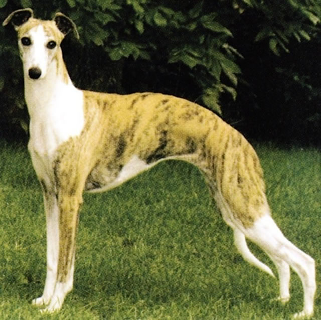 whippet (6)