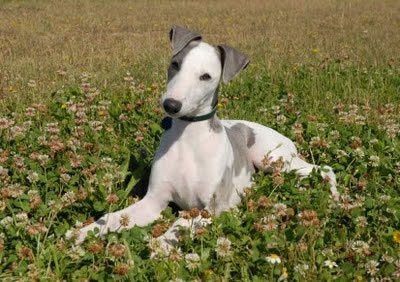 whippet (7)