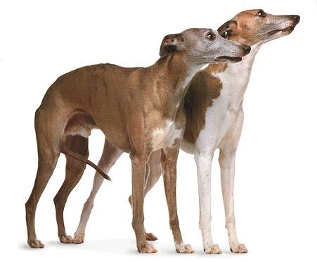 whippet (9)