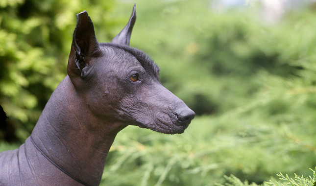 xoloitzcuintli (6)