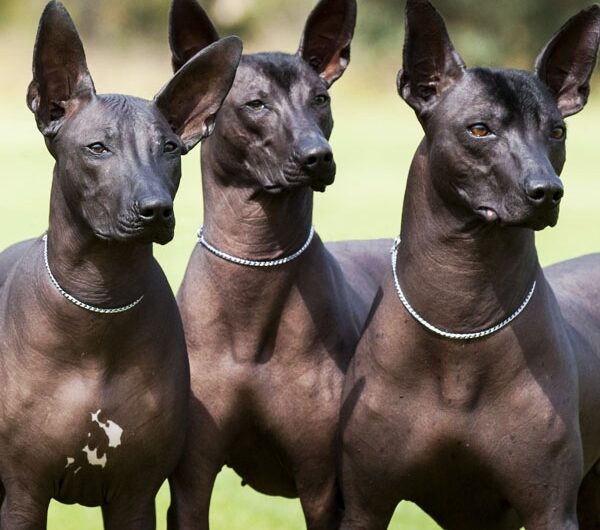 xoloitzcuintli (8)