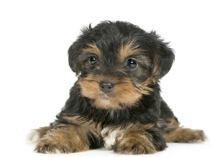 yorkshire-terrier (1)