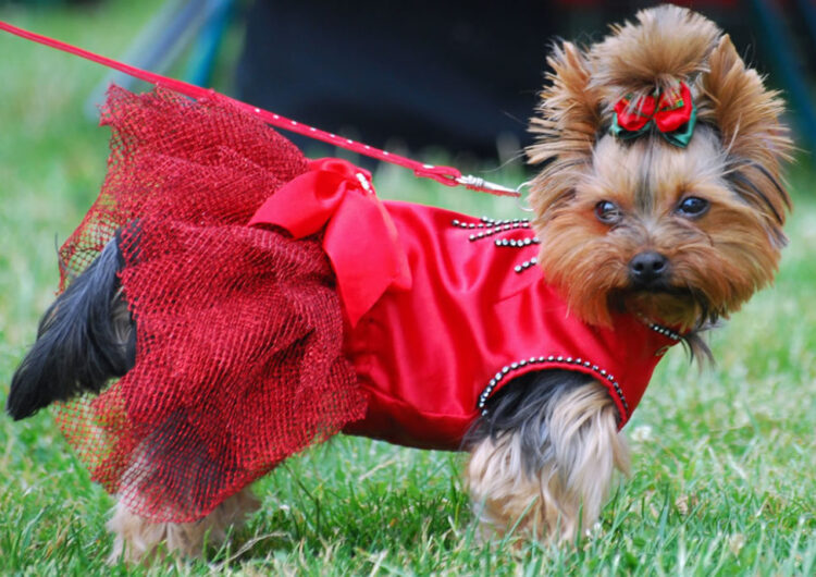 yorkshire-terrier (11)