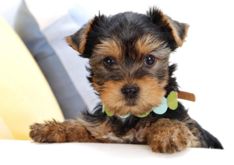 yorkshire-terrier (14)