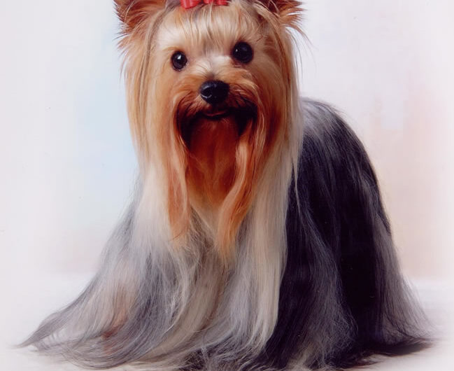 yorkshire-terrier (16)