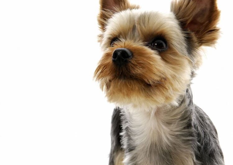 yorkshire-terrier (3)