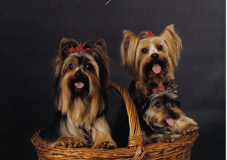 yorkshire-terrier (4)