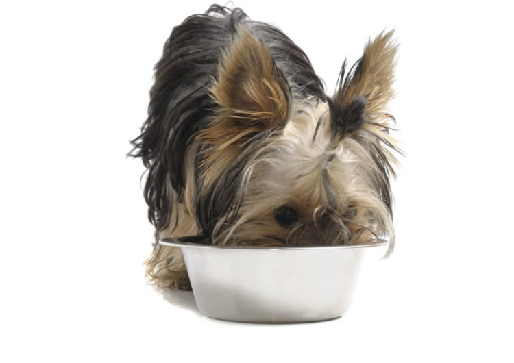 yorkshire-terrier (5)