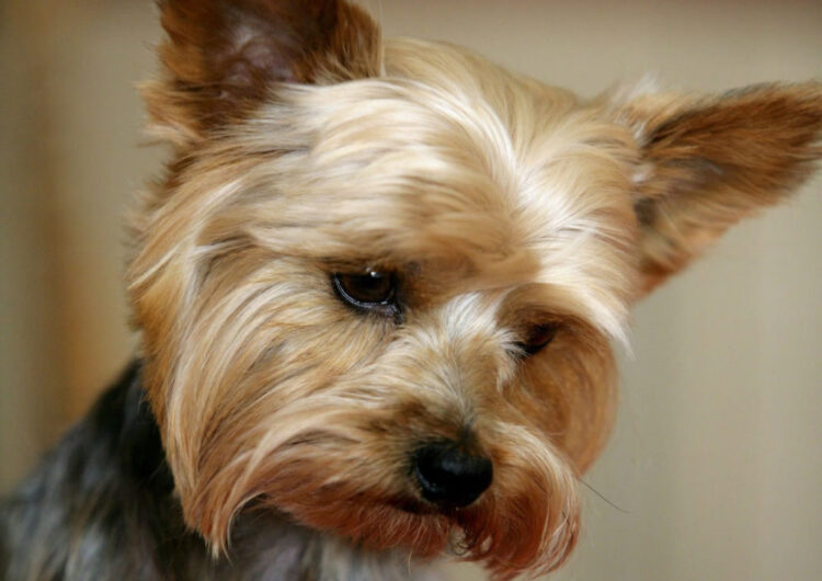 yorkshire-terrier (6)