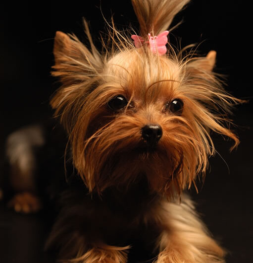 yorkshire-terrier (8)