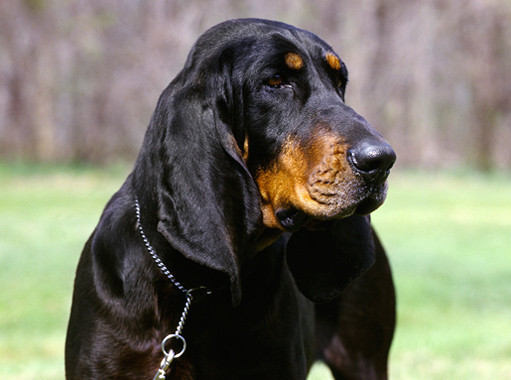 Coonhound