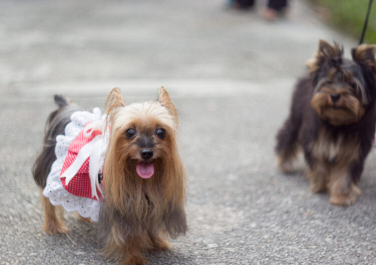 Silky-Terrier (10)