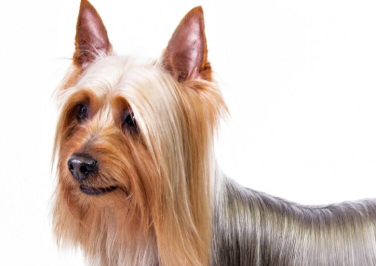 Silky-Terrier (12)