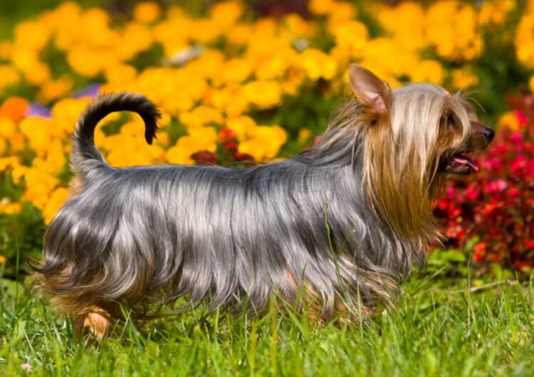 Silky-Terrier (13)