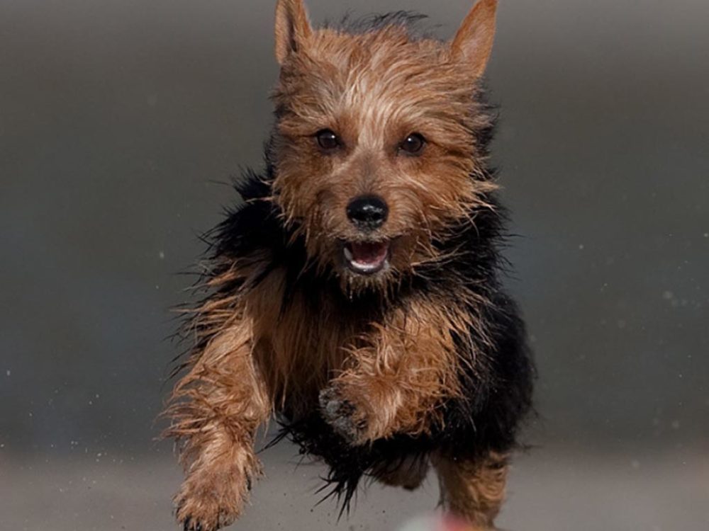 Silky-Terrier (5)