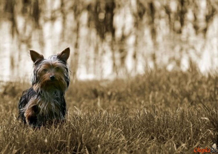 Silky-Terrier (7)