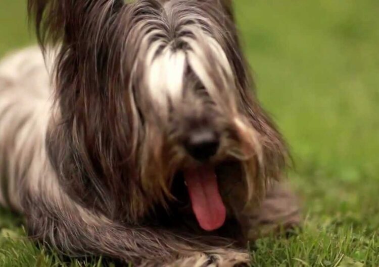 Skye-Terrier (14)