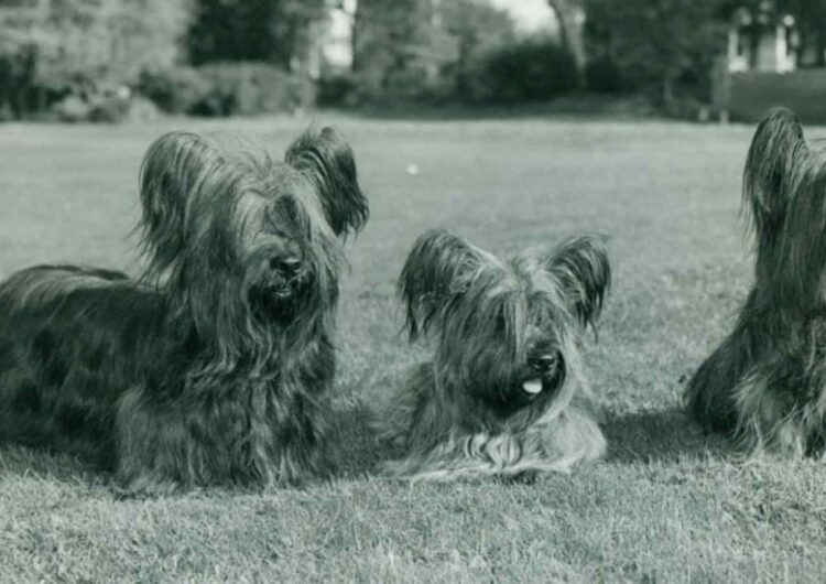 Skye-Terrier (16)
