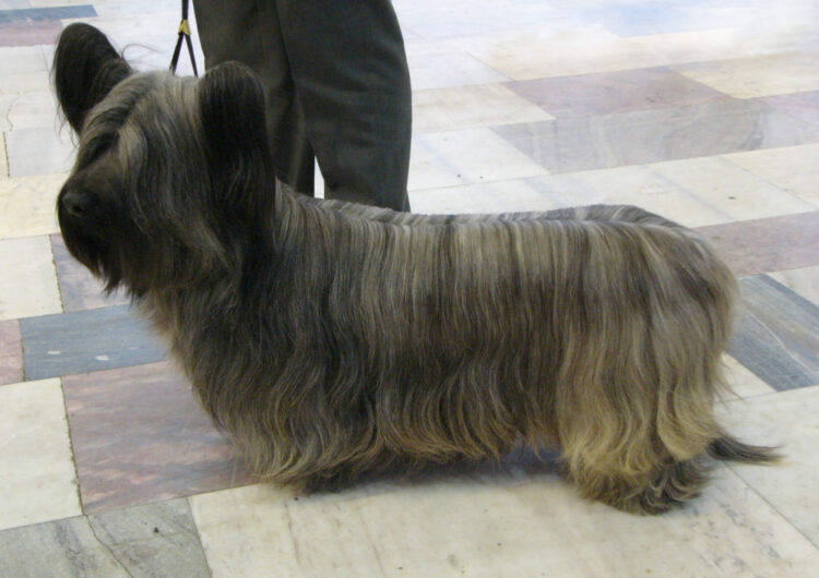 Skye-Terrier (17)