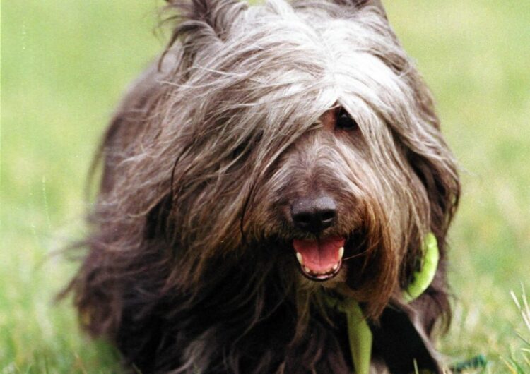 Syndicated on behalf of the Edinburgh Evening News
HE was a plucky little dog whose devotion to his owner turned his breed into a national icon.
But now time is running out for Greyfriars Bobby lookalikes after it was revealed the Skye Terrier has become as endangered as the tiger and the panda.
Pic from MEN Syndication
Mitchell Henry House
Hollinwood Avenue
Chadderton
Oldham
OL9 8EF
syndication@men-news.co.uk
