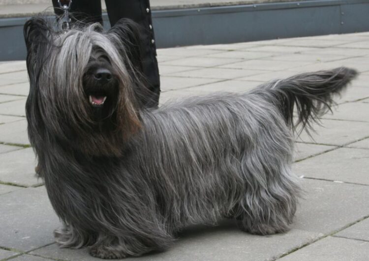 Skye-Terrier (2)