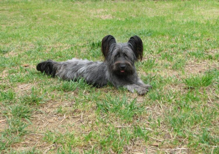 Skye-Terrier (20)